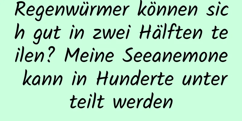 Regenwürmer können sich gut in zwei Hälften teilen? Meine Seeanemone kann in Hunderte unterteilt werden