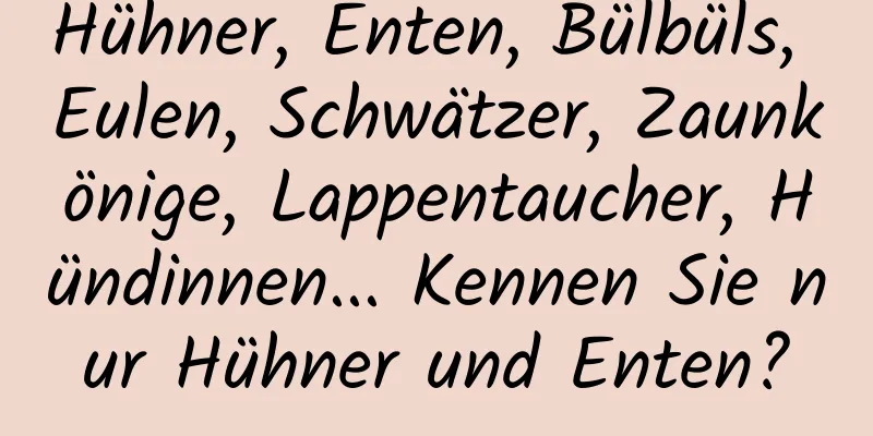 Hühner, Enten, Bülbüls, Eulen, Schwätzer, Zaunkönige, Lappentaucher, Hündinnen... Kennen Sie nur Hühner und Enten?