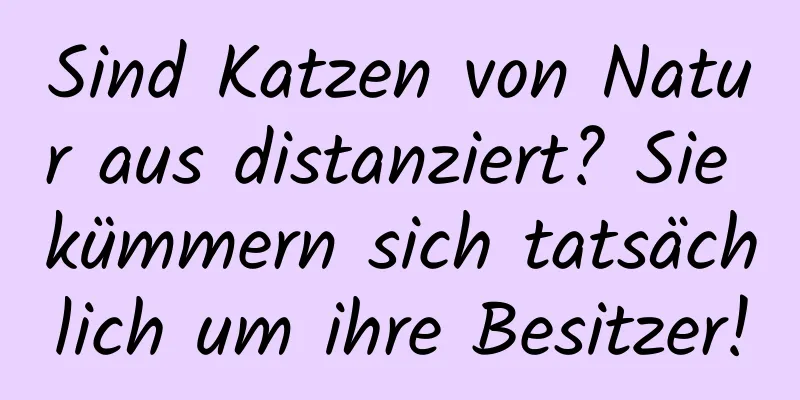 Sind Katzen von Natur aus distanziert? Sie kümmern sich tatsächlich um ihre Besitzer!