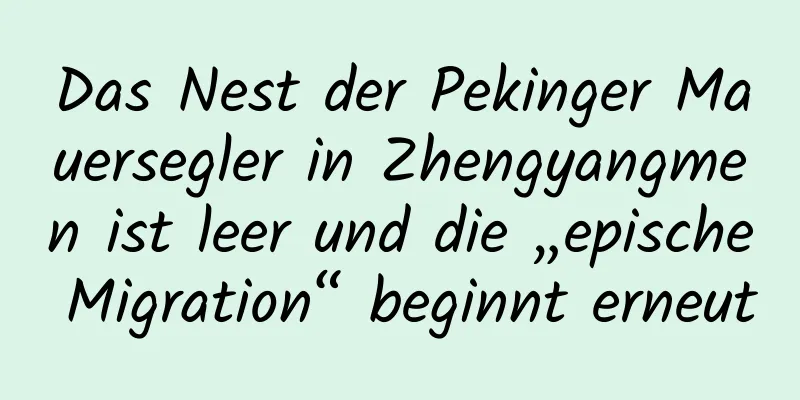 Das Nest der Pekinger Mauersegler in Zhengyangmen ist leer und die „epische Migration“ beginnt erneut