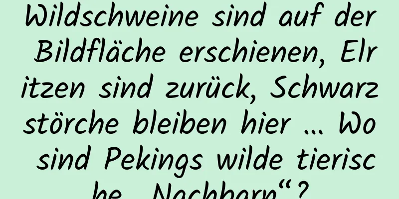 Wildschweine sind auf der Bildfläche erschienen, Elritzen sind zurück, Schwarzstörche bleiben hier … Wo sind Pekings wilde tierische „Nachbarn“?