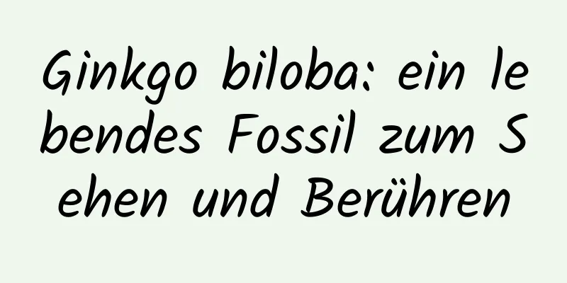 Ginkgo biloba: ein lebendes Fossil zum Sehen und Berühren
