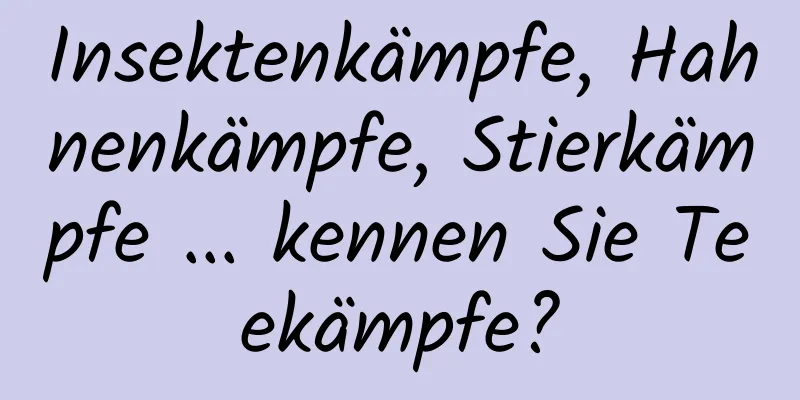 Insektenkämpfe, Hahnenkämpfe, Stierkämpfe ... kennen Sie Teekämpfe?