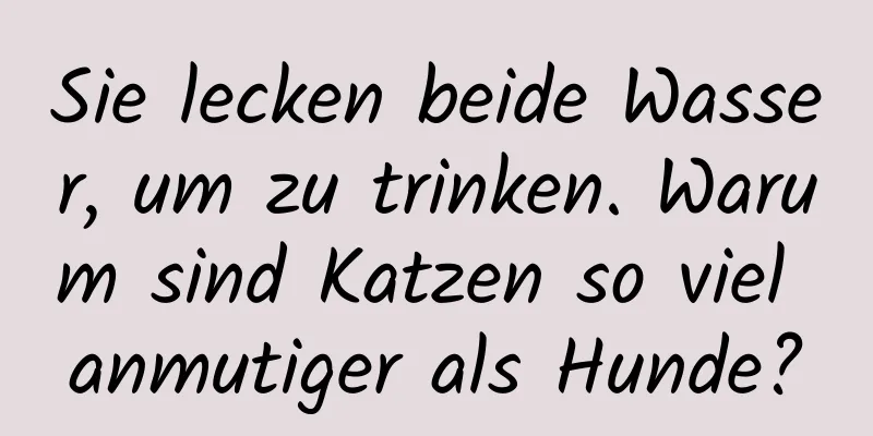 Sie lecken beide Wasser, um zu trinken. Warum sind Katzen so viel anmutiger als Hunde?