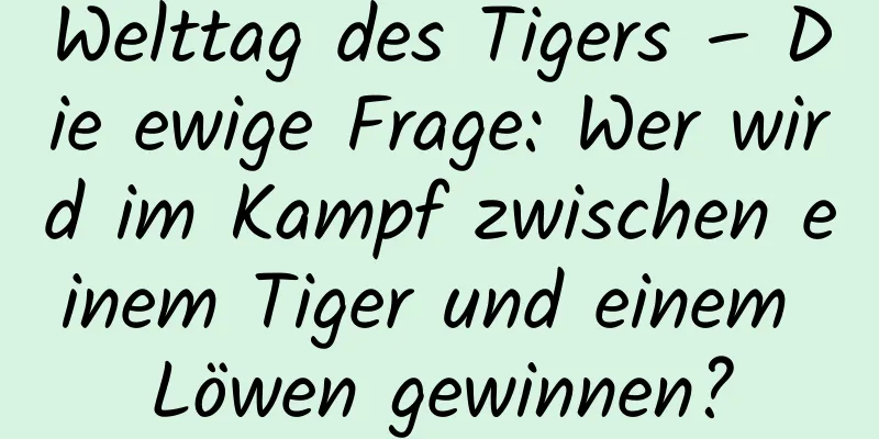 Welttag des Tigers – Die ewige Frage: Wer wird im Kampf zwischen einem Tiger und einem Löwen gewinnen?