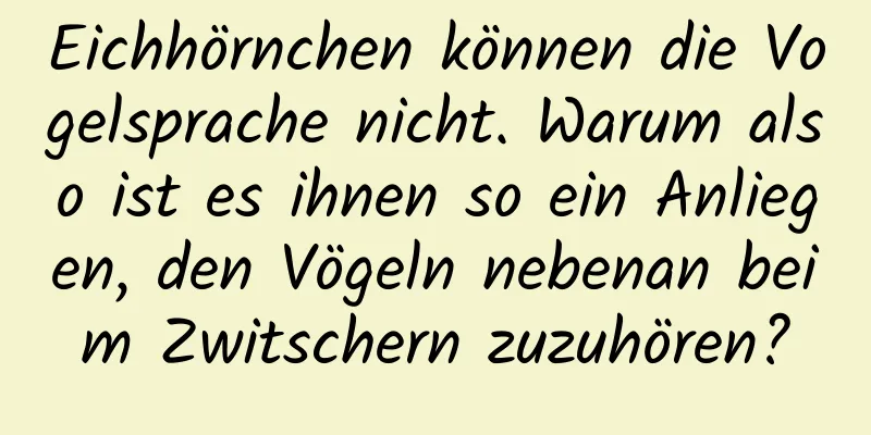 Eichhörnchen können die Vogelsprache nicht. Warum also ist es ihnen so ein Anliegen, den Vögeln nebenan beim Zwitschern zuzuhören?