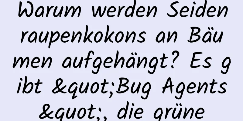 Warum werden Seidenraupenkokons an Bäumen aufgehängt? Es gibt "Bug Agents", die grüne