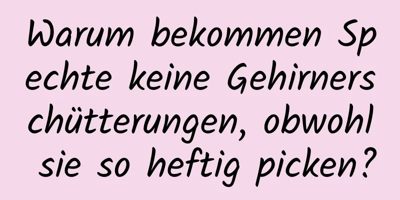 Warum bekommen Spechte keine Gehirnerschütterungen, obwohl sie so heftig picken?