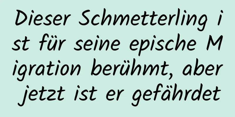 Dieser Schmetterling ist für seine epische Migration berühmt, aber jetzt ist er gefährdet