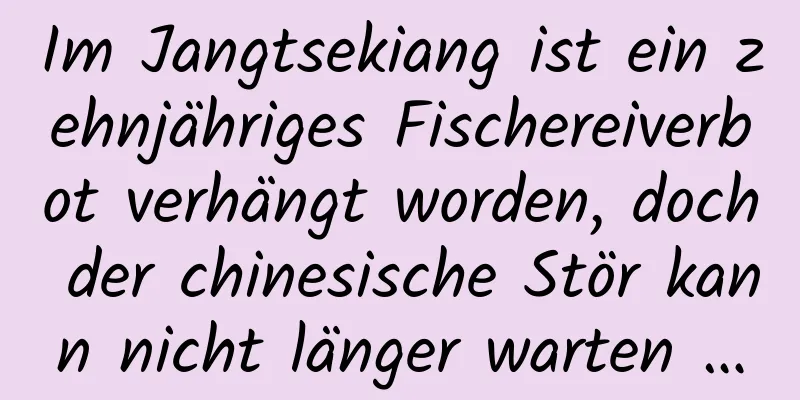 Im Jangtsekiang ist ein zehnjähriges Fischereiverbot verhängt worden, doch der chinesische Stör kann nicht länger warten …
