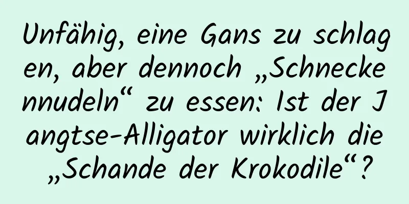 Unfähig, eine Gans zu schlagen, aber dennoch „Schneckennudeln“ zu essen: Ist der Jangtse-Alligator wirklich die „Schande der Krokodile“?
