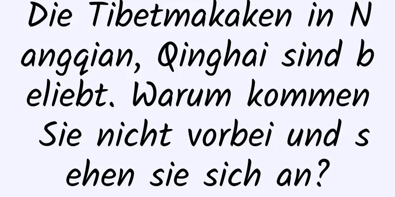 Die Tibetmakaken in Nangqian, Qinghai sind beliebt. Warum kommen Sie nicht vorbei und sehen sie sich an?