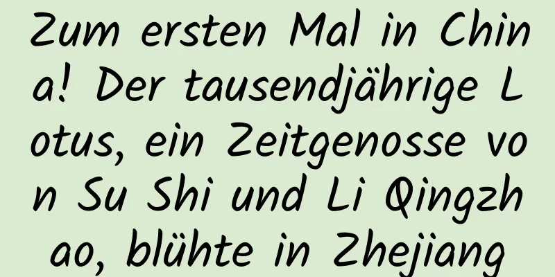 Zum ersten Mal in China! Der tausendjährige Lotus, ein Zeitgenosse von Su Shi und Li Qingzhao, blühte in Zhejiang