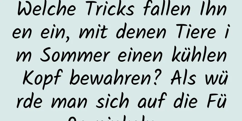 Welche Tricks fallen Ihnen ein, mit denen Tiere im Sommer einen kühlen Kopf bewahren? Als würde man sich auf die Füße pinkeln ...