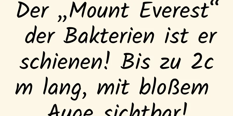 Der „Mount Everest“ der Bakterien ist erschienen! Bis zu 2cm lang, mit bloßem Auge sichtbar!