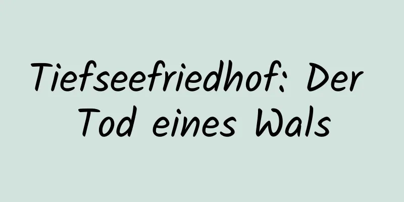 Tiefseefriedhof: Der Tod eines Wals