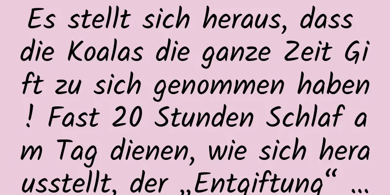 Es stellt sich heraus, dass die Koalas die ganze Zeit Gift zu sich genommen haben! Fast 20 Stunden Schlaf am Tag dienen, wie sich herausstellt, der „Entgiftung“ …