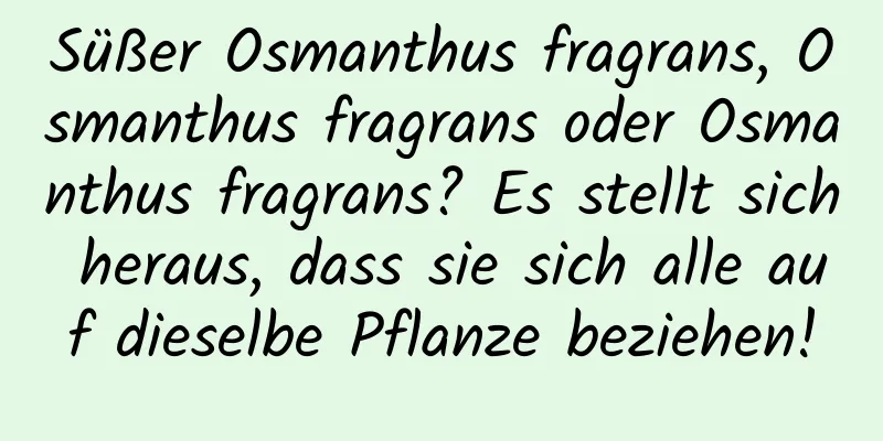 Süßer Osmanthus fragrans, Osmanthus fragrans oder Osmanthus fragrans? Es stellt sich heraus, dass sie sich alle auf dieselbe Pflanze beziehen!