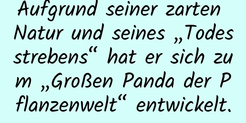 Aufgrund seiner zarten Natur und seines „Todesstrebens“ hat er sich zum „Großen Panda der Pflanzenwelt“ entwickelt.