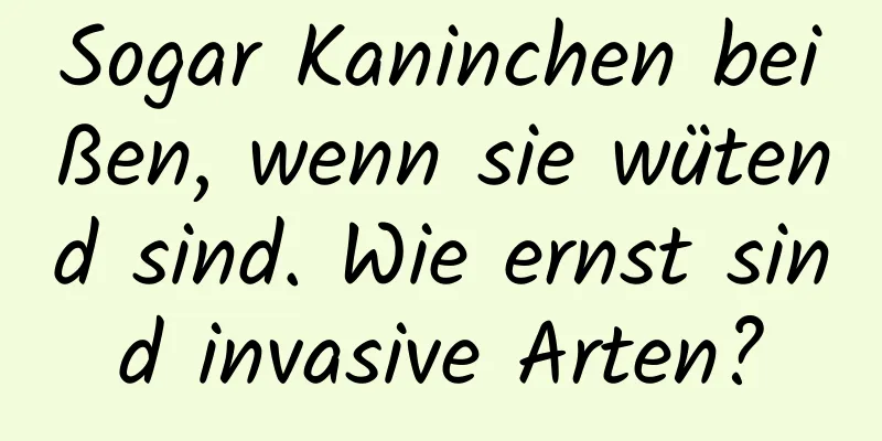 Sogar Kaninchen beißen, wenn sie wütend sind. Wie ernst sind invasive Arten?