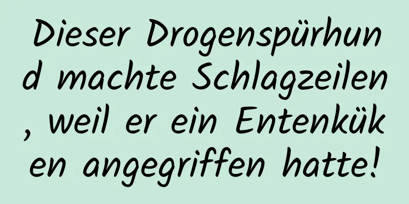 Dieser Drogenspürhund machte Schlagzeilen, weil er ein Entenküken angegriffen hatte!