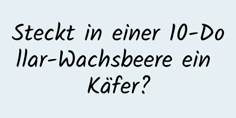 Steckt in einer 10-Dollar-Wachsbeere ein Käfer?