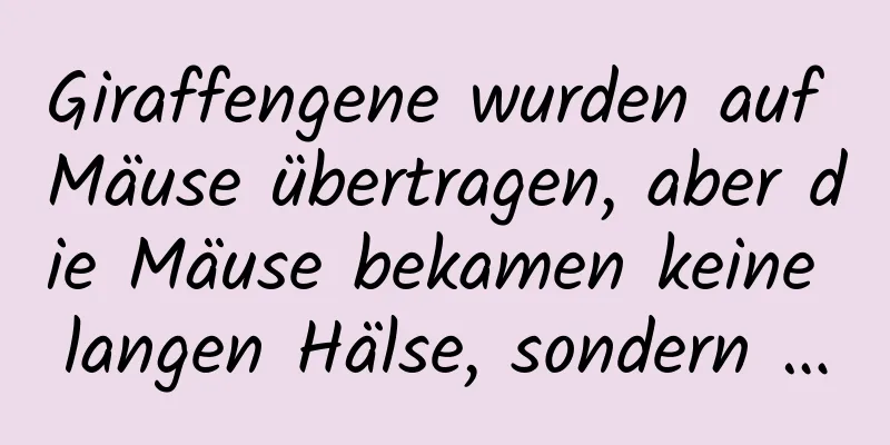 Giraffengene wurden auf Mäuse übertragen, aber die Mäuse bekamen keine langen Hälse, sondern …