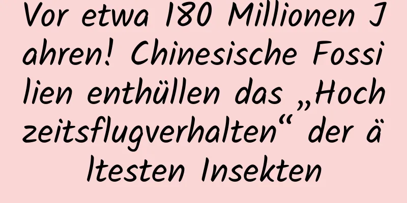 Vor etwa 180 Millionen Jahren! Chinesische Fossilien enthüllen das „Hochzeitsflugverhalten“ der ältesten Insekten
