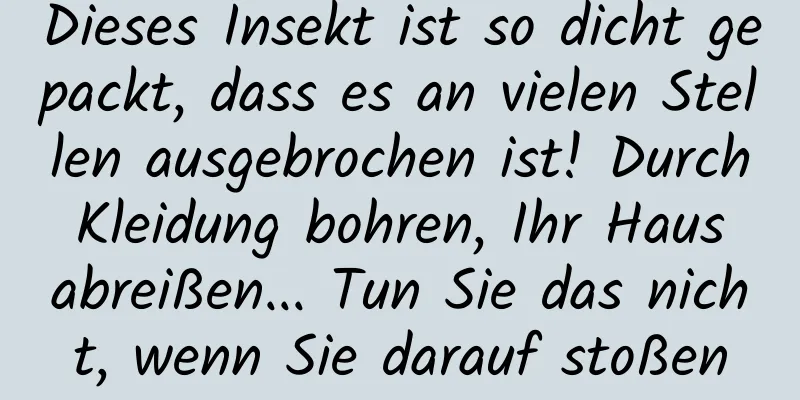 Dieses Insekt ist so dicht gepackt, dass es an vielen Stellen ausgebrochen ist! Durch Kleidung bohren, Ihr Haus abreißen... Tun Sie das nicht, wenn Sie darauf stoßen