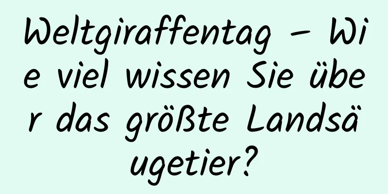 Weltgiraffentag – Wie viel wissen Sie über das größte Landsäugetier?