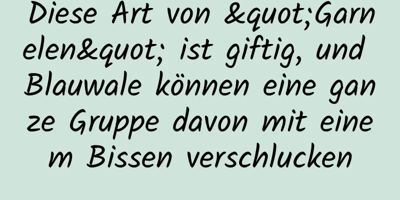 Diese Art von "Garnelen" ist giftig, und Blauwale können eine ganze Gruppe davon mit einem Bissen verschlucken