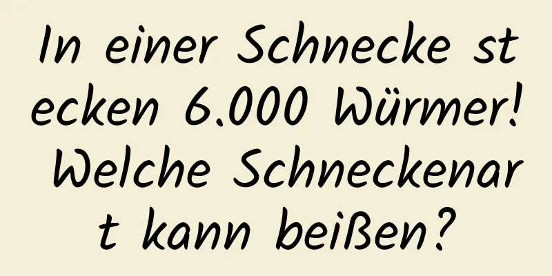In einer Schnecke stecken 6.000 Würmer! Welche Schneckenart kann beißen?