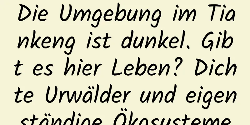 Die Umgebung im Tiankeng ist dunkel. Gibt es hier Leben? Dichte Urwälder und eigenständige Ökosysteme