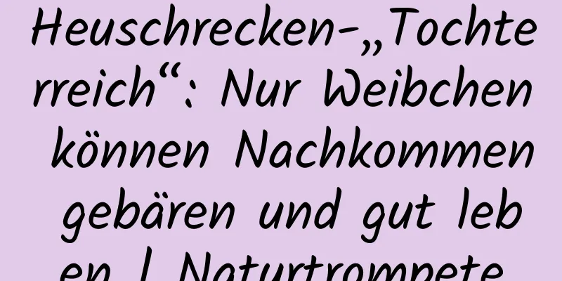 Heuschrecken-„Tochterreich“: Nur Weibchen können Nachkommen gebären und gut leben | Naturtrompete