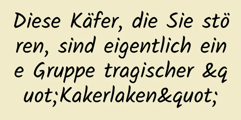 Diese Käfer, die Sie stören, sind eigentlich eine Gruppe tragischer "Kakerlaken"
