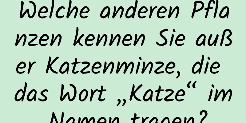 Welche anderen Pflanzen kennen Sie außer Katzenminze, die das Wort „Katze“ im Namen tragen?