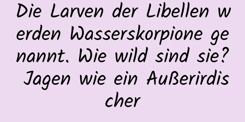 Die Larven der Libellen werden Wasserskorpione genannt. Wie wild sind sie? Jagen wie ein Außerirdischer