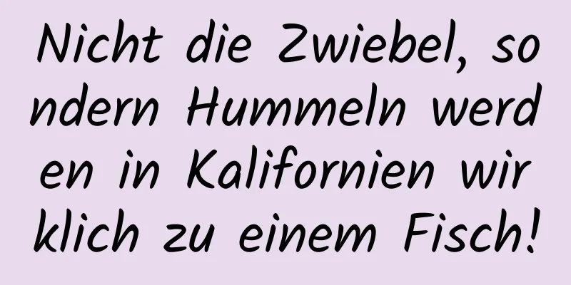 Nicht die Zwiebel, sondern Hummeln werden in Kalifornien wirklich zu einem Fisch!