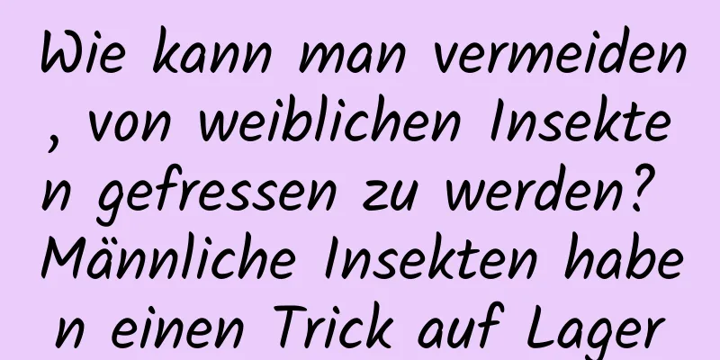 Wie kann man vermeiden, von weiblichen Insekten gefressen zu werden? Männliche Insekten haben einen Trick auf Lager