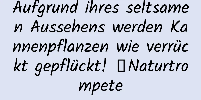 Aufgrund ihres seltsamen Aussehens werden Kannenpflanzen wie verrückt gepflückt! ｜Naturtrompete