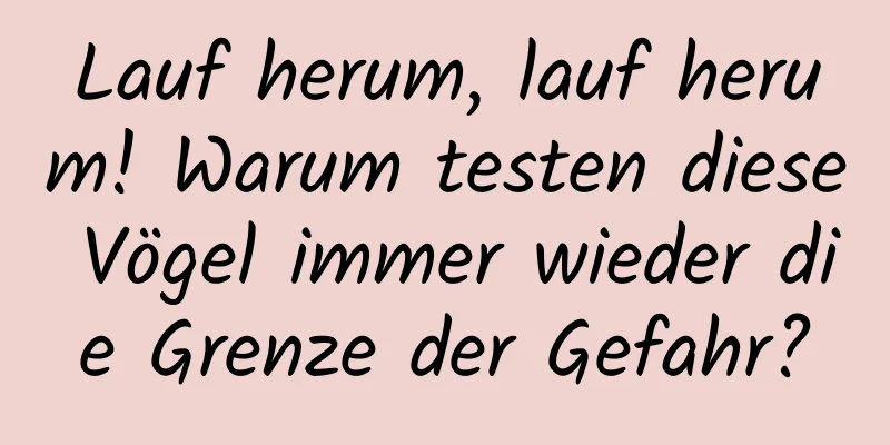 Lauf herum, lauf herum! Warum testen diese Vögel immer wieder die Grenze der Gefahr?