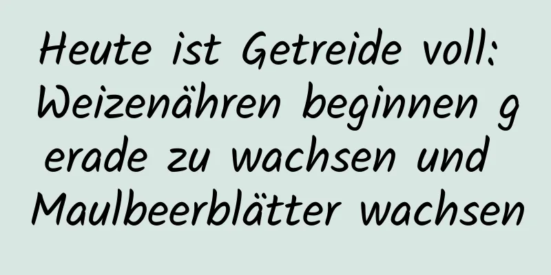 Heute ist Getreide voll: Weizenähren beginnen gerade zu wachsen und Maulbeerblätter wachsen
