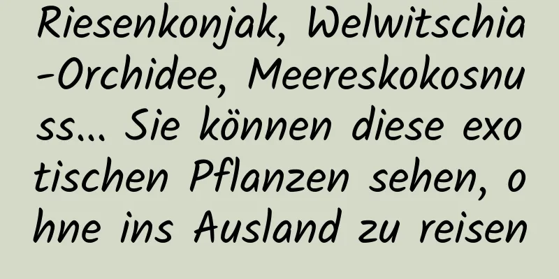 Riesenkonjak, Welwitschia-Orchidee, Meereskokosnuss... Sie können diese exotischen Pflanzen sehen, ohne ins Ausland zu reisen