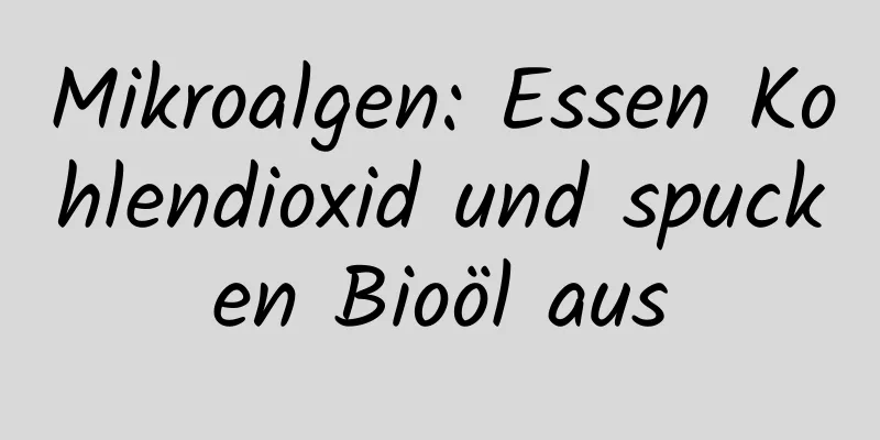Mikroalgen: Essen Kohlendioxid und spucken Bioöl aus