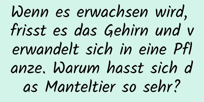 Wenn es erwachsen wird, frisst es das Gehirn und verwandelt sich in eine Pflanze. Warum hasst sich das Manteltier so sehr?