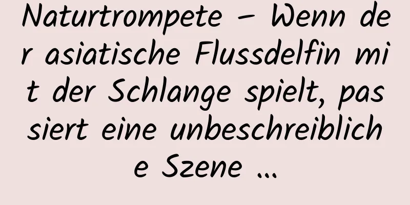 Naturtrompete – Wenn der asiatische Flussdelfin mit der Schlange spielt, passiert eine unbeschreibliche Szene …