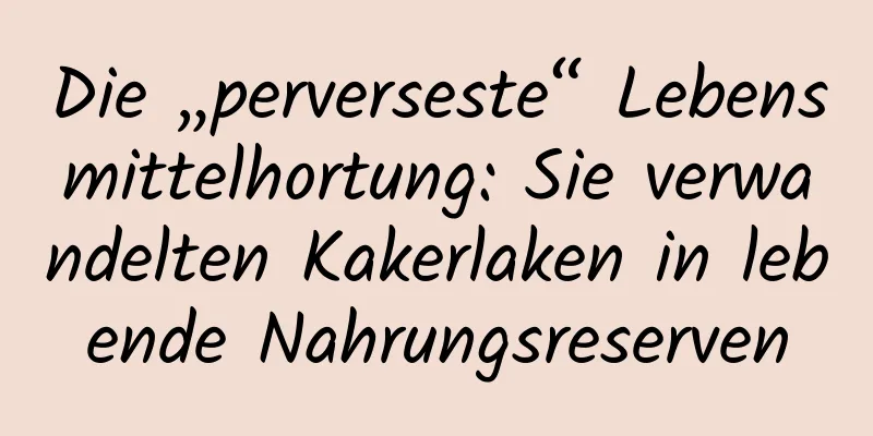 Die „perverseste“ Lebensmittelhortung: Sie verwandelten Kakerlaken in lebende Nahrungsreserven
