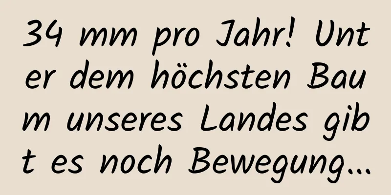 34 mm pro Jahr! Unter dem höchsten Baum unseres Landes gibt es noch Bewegung...