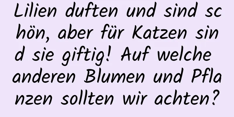 Lilien duften und sind schön, aber für Katzen sind sie giftig! Auf welche anderen Blumen und Pflanzen sollten wir achten?