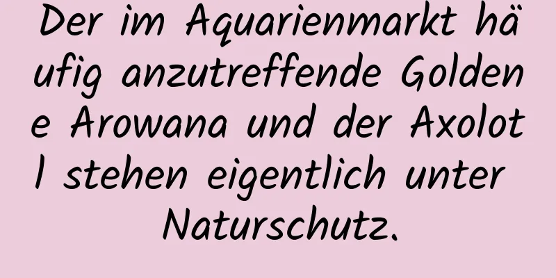 Der im Aquarienmarkt häufig anzutreffende Goldene Arowana und der Axolotl stehen eigentlich unter Naturschutz.